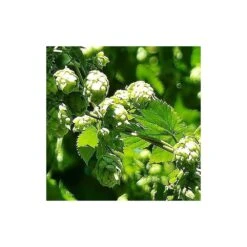 Houblon Doré Aureus/pot De 1,5l - 10/20 Cm -VIDA Plantes Magasin 63f4d7d9321459.56238325