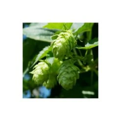 Houblon Doré Aureus/pot De 1,5l - 10/20 Cm -VIDA Plantes Magasin 63f4d7d9397a81.13001186