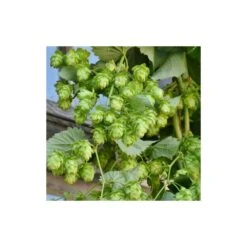 Houblon Doré Aureus/pot De 1,5l - 10/20 Cm -VIDA Plantes Magasin 63f4d7d93d73e1.38988040