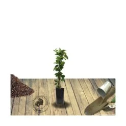 Chèvrefeuille Similis Var. Delavayi/pot De 10l - 400/500 Cm Sur Ficelle -VIDA Plantes Magasin 63f4d7dab60624.65218314