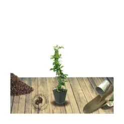 Jasmin étoilé Jasminoïdes Variegata/pot De 10l - 200/300 Cm Sur Ficelle -VIDA Plantes Magasin 63f4d7e18c0510.84416031