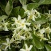 Jasmin étoilé Jasminoïdes Variegata/pot De 10l - 200/300 Cm Sur Ficelle -VIDA Plantes Magasin 63f4d7e18fbea7.61327504