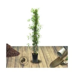 Jasmin étoilé Jasminoïdes Variegata/pot De 10l - 200/300 Cm Sur Ficelle -VIDA Plantes Magasin 63f4d7e1931e03.49259872