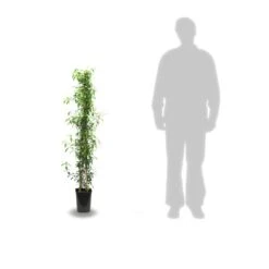 Jasmin étoilé Jasminoïdes Variegata/pot De 10l - 200/300 Cm Sur Ficelle -VIDA Plantes Magasin 63f4d7e1994e84.74776720