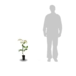 Glycine De Chine Sinensis/pot De 2l - 60 Cm -VIDA Plantes Magasin 63f4d7e58ff340.86883666