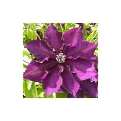 Clématite Amethyst Beauty™ 'evipo043'/pot De 1,5l - Tuteur Bambou 30/60 Cm -VIDA Plantes Magasin 63f4d7e70c0960.08087946