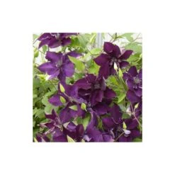 Clématite Amethyst Beauty™ 'evipo043'/pot De 1,5l - Tuteur Bambou 30/60 Cm -VIDA Plantes Magasin 63f4d7e70ee2e9.50096760