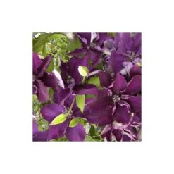 Clématite Amethyst Beauty™ 'evipo043'/pot De 1,5l - Tuteur Bambou 30/60 Cm -VIDA Plantes Magasin 63f4d7e71b7a51.20350608