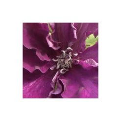Clématite Amethyst Beauty™ 'evipo043'/pot De 1,5l - Tuteur Bambou 30/60 Cm -VIDA Plantes Magasin 63f4d7e71f0789.64892826