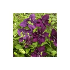 Clématite Amethyst Beauty™ 'evipo043'/pot De 1,5l - Tuteur Bambou 30/60 Cm -VIDA Plantes Magasin 63f4d7e7325eb7.17487621