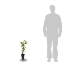 Clématite Barbara/pot De 3l - Echelle Bambou 60/120 Cm -VIDA Plantes Magasin 63f4d7e89b9109.89699270