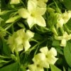 Jasmin Blanc Officinalis Clotted Cream® 'devon Cream'/pot De 1,8l -VIDA Plantes Magasin 63f4d7f4e5cbe2.86966659