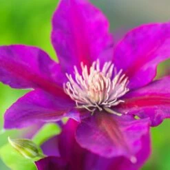 Clématite Picardy™ 'evipo024'/pot De 1,5l - Tuteur Bambou 30/60 Cm -VIDA Plantes Magasin 63f4d7f92b77d3.70090081