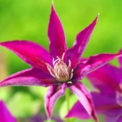 Clématite Picardy™ 'evipo024'/pot De 1,5l - Tuteur Bambou 30/60 Cm -VIDA Plantes Magasin 63f4d7f92e8e69.76055906