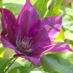 Clématite Picardy™ 'evipo024'/pot De 1,5l - Tuteur Bambou 30/60 Cm -VIDA Plantes Magasin 63f4d7f9357fb6.40086029