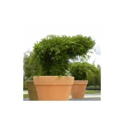 Glycine De Chine Sinensis/pot De 10l - 400/500 Cm Sur Ficelle -VIDA Plantes Magasin 63f4d7ff44d7a8.85644772