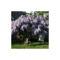 Glycine De Chine Sinensis/pot De 10l - 400/500 Cm Sur Ficelle -VIDA Plantes Magasin 63f4d7ff6ae844.08031931