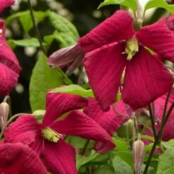 Clématite Viticella Mme Julia Correvon/pot De 13,6l - 150/200 -VIDA Plantes Magasin 63f4d814d5c940.90970182