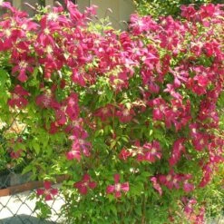 Clématite Viticella Mme Julia Correvon/pot De 13,6l - 150/200 -VIDA Plantes Magasin 63f4d814dd7407.42953702