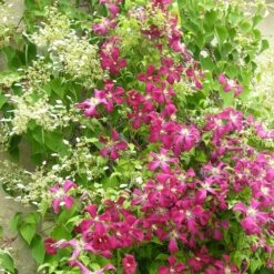 Clématite Viticella Mme Julia Correvon/pot De 13,6l - 150/200 -VIDA Plantes Magasin 63f4d814e49f27.22983527