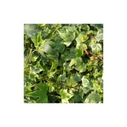 Lierre Des Bois Helix Elegantissima/godet - 5/20 Cm -VIDA Plantes Magasin 63f4d81c3ac875.23046925