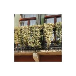 Lierre Des Bois Helix Elegantissima/godet - 5/20 Cm -VIDA Plantes Magasin 63f4d81c4a1705.09285112