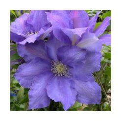 Clématite Olympia™ 'evipo099'/pot De 2,5 L - 20/30 Cm -VIDA Plantes Magasin 63f4d81e8d91f5.76988433