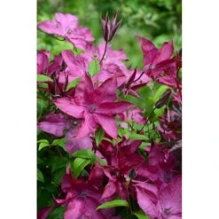 Clématite Saphyra® Nancy/godet - 5/20 Cm -VIDA Plantes Magasin 63f4d8265e74a1.86621244