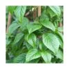 Hortensia Grimpant Anomala Var. Petiolaris Crug Corale/pot De 1,5l - Tuteur Bambou 30/60 Cm -VIDA Plantes Magasin 63f4d82fbfcaf2.50216161