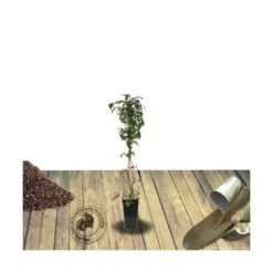 Clématite Montana Rosebud® Robud/pot De 1,8l -VIDA Plantes Magasin 63f4d830d2f897.34395950