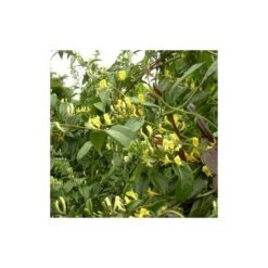 Chèvrefeuille Henryi Copper Beauty®/godet - 5/20 Cm -VIDA Plantes Magasin 63f4d83d000c12.20617881