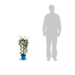 Passiflore Caerulea/pot De 10l - 300/400 Cm Sur Ficelle -VIDA Plantes Magasin 63f4d8428ee9c3.04767202