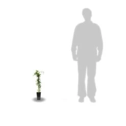 Passiflore Caerulea/pot De 10l - 300/400 Cm Sur Ficelle -VIDA Plantes Magasin 63f4d8429225e8.87129398