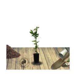Passiflore Caerulea/pot De 10l - 300/400 Cm Sur Ficelle -VIDA Plantes Magasin 63f4d8429a76b2.95656896