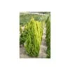 Thuya Du Canada Orientalis Pyramidalis Aurea/pot De 3l - 40/60 Cm -VIDA Plantes Magasin 63f4d947be1b52.11846797