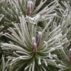 Pin De Montagne Mugo Var. Mughus/pot De 7,5l - 60/80 Cm