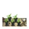 Achillée Tomenteuse Aurea/lot De 5 Godets -VIDA Plantes Magasin 63f4ef73b0b5c7.36892179