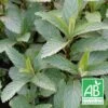 Menthe Priluskaja Bio/lot De 9 Godets -VIDA Plantes Magasin 63f4ef826a4e31.28562462