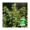 Thym Panaché Foxley Bio/lot De 3 Godets -VIDA Plantes Magasin 63f4ef8a747d51.35509339