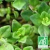 Thym Citron Bio/lot De 9 Godets 2 Thym Citron Bio/lot De 9 Godets -VIDA Plantes Magasin 63f4ef8f29bf59.19992982