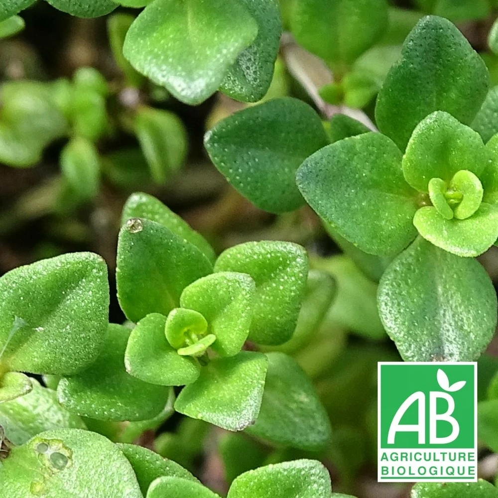 Thym Citron Bio/lot De 9 Godets 3 Thym Citron Bio/lot De 9 Godets