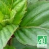 Menthe Basilic Bio/lot De 9 Godets -VIDA Plantes Magasin 63f4ef9c434702.63859728