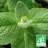 Menthe Pomme Bio/lot De 3 Godets -VIDA Plantes Magasin 63f4efa0e056e4.89978125