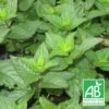 Menthe Poivrée Bio/lot De 3 Godets -VIDA Plantes Magasin 63f4efa491cfb3.04040490