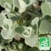 Immortelle Blanche Bio/lot De 5 Godets -VIDA Plantes Magasin 63f4efa73f9a52.28092365
