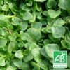 Menthe Corse Requienii Bio/lot De 3 Godets -VIDA Plantes Magasin 63f4efb331ad97.36291891