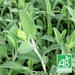 Sauge Fruticosa Bio/lot De 3 Godets