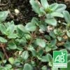 Thym Chevelu Comosus Bio/lot De 5 Godets -VIDA Plantes Magasin 63f4efbdc53391.52238336