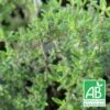 Thym Commun Compact Bio/lot De 9 Godets -VIDA Plantes Magasin 63f4efc03c9406.18159548
