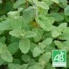 Menthe De Gattefossé Bio/lot De 3 Godets -VIDA Plantes Magasin 63f4efc3d1b327.72584439